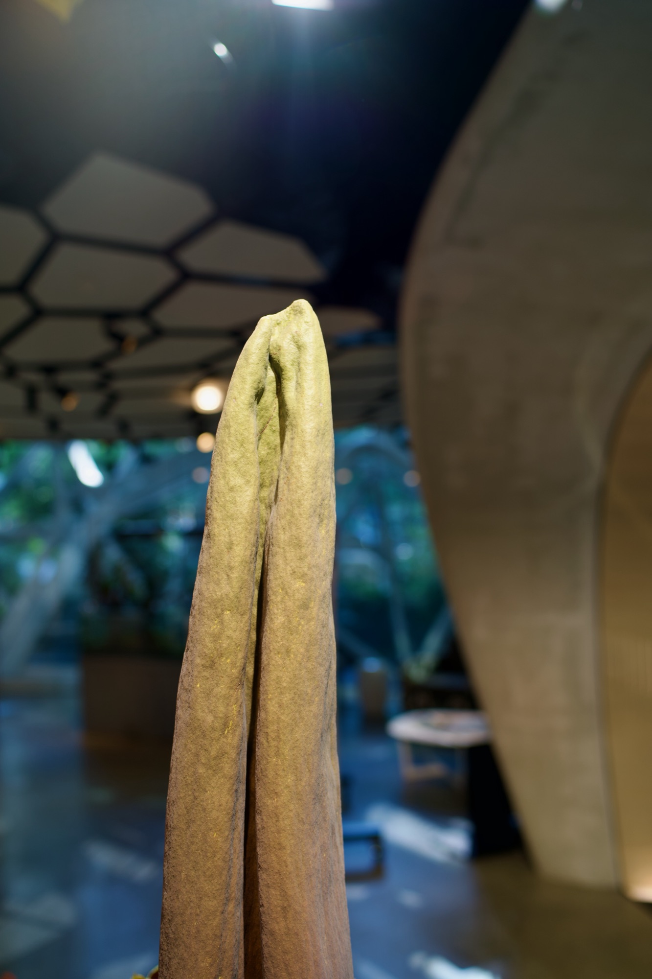 The unopened flower, a tall furled spadix, against the hexagonal glass dome of the Amazon Spheres.