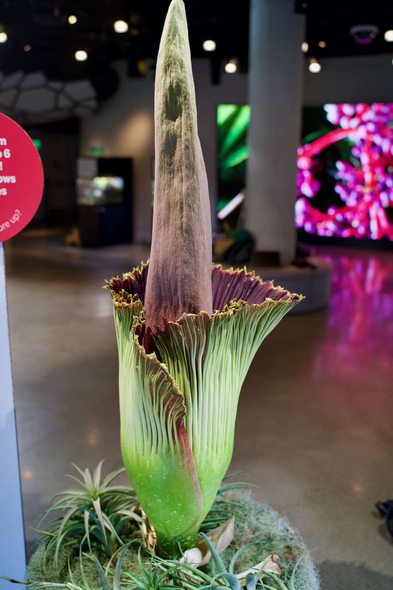The whole flower standing upright and beginning to open, mounted on a bed of air plants in the exhibit.