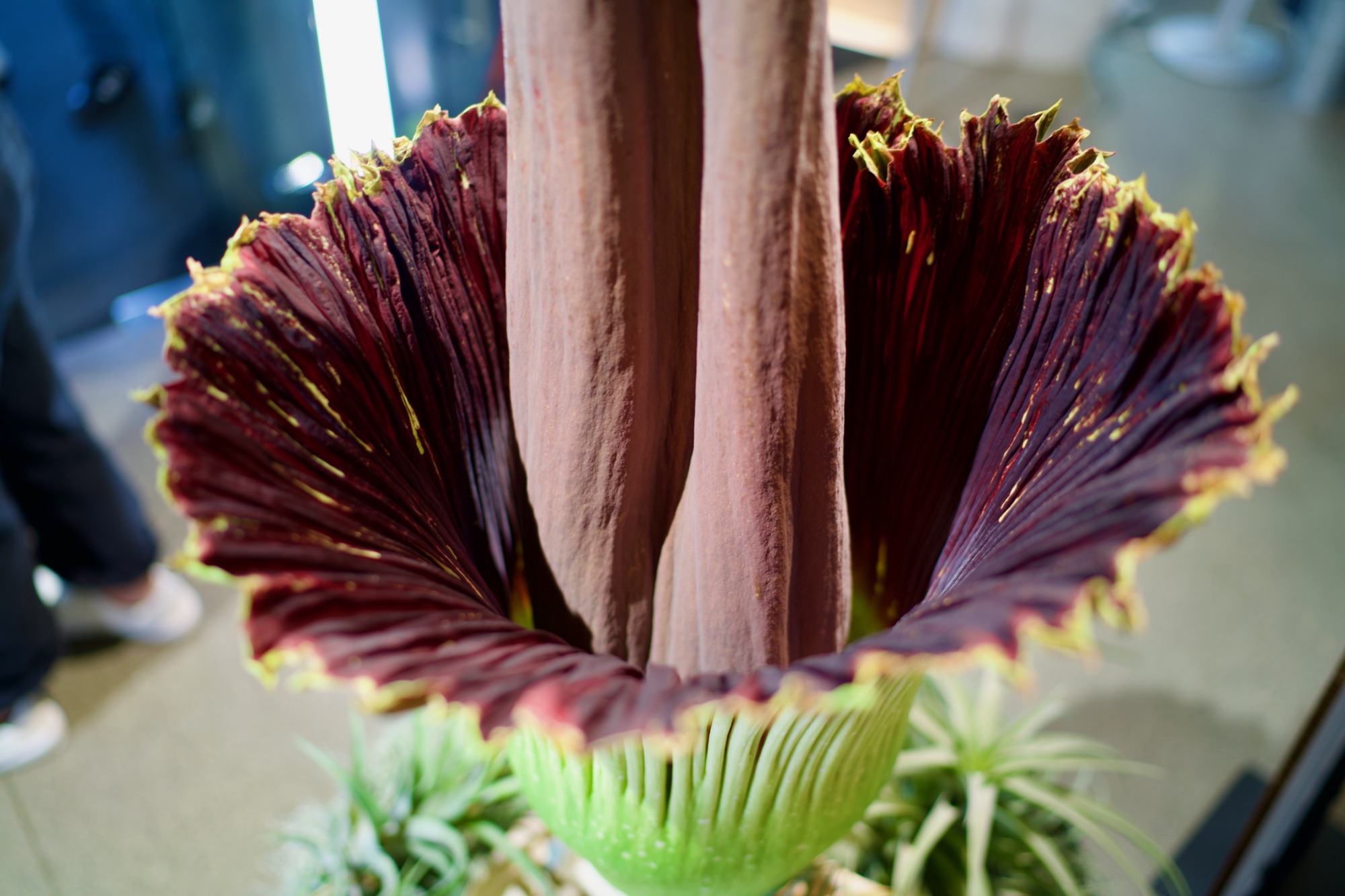 Malefi-scent in full bloom: a deep burgundy spathe unfurled around a tall pale spadix, its base bright green.