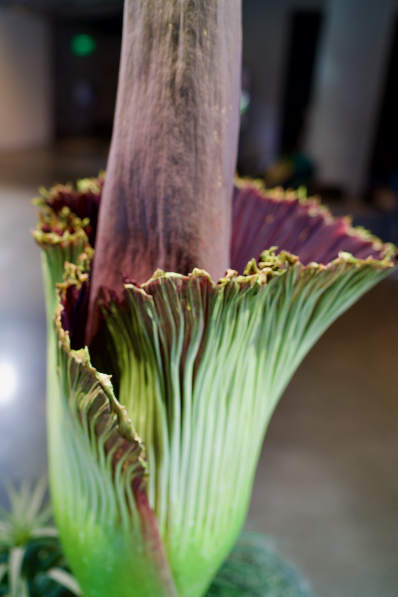 Detail of the spathe skirt: deep burgundy interior, green ribbed exterior, and a frilled yellow-green edge.