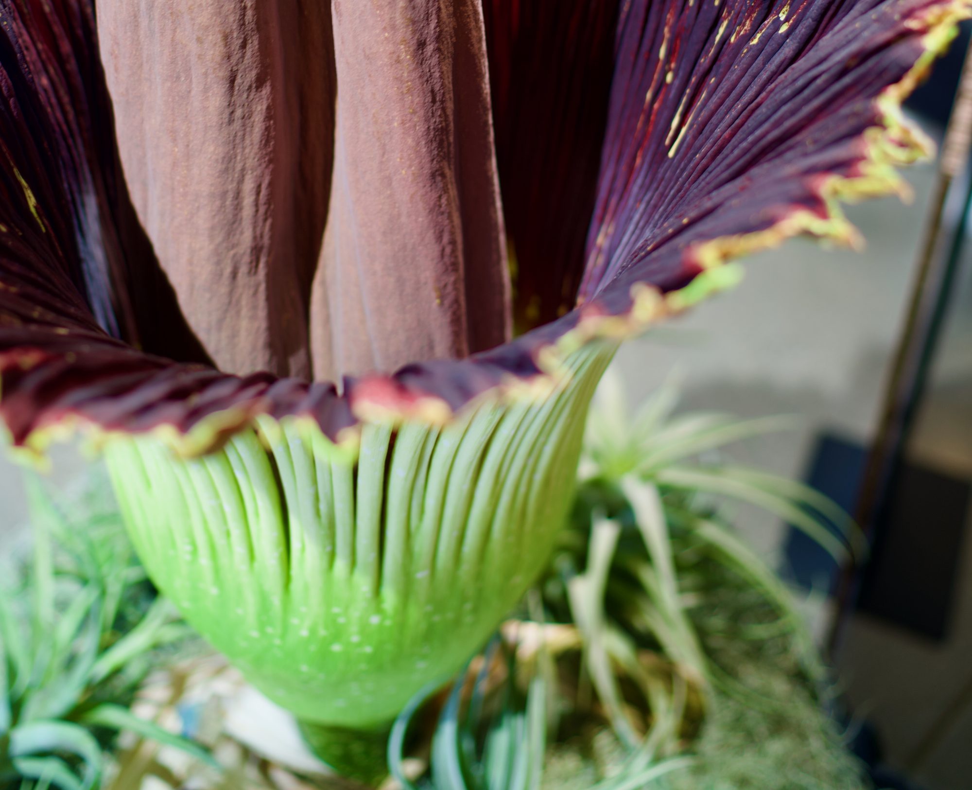 Close view of the flower's vivid chartreuse-green base and the frilled edge of the burgundy spathe.