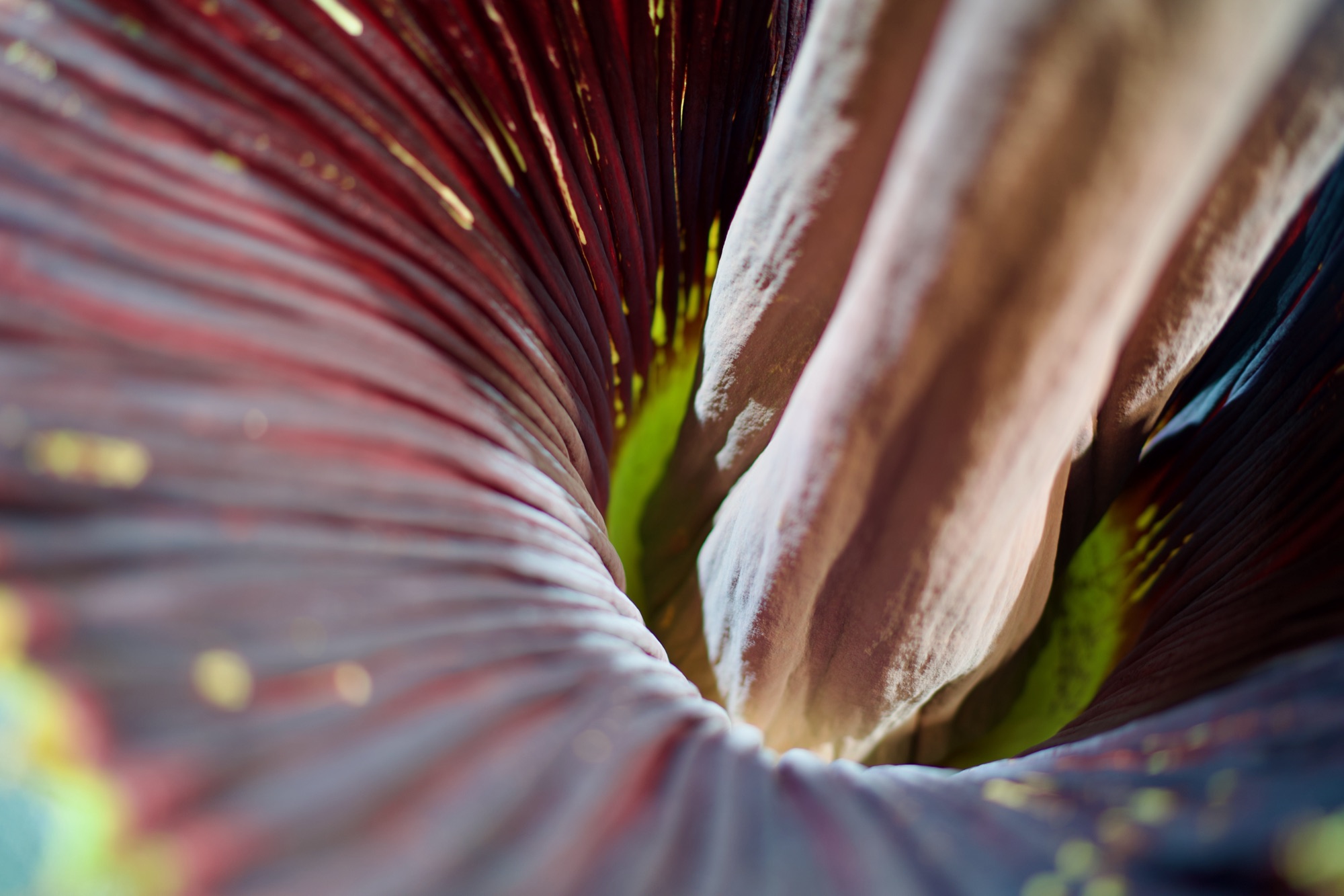 An abstract macro inside the flower: swirling ribbed burgundy walls, the pale spadix, and a glow of green.